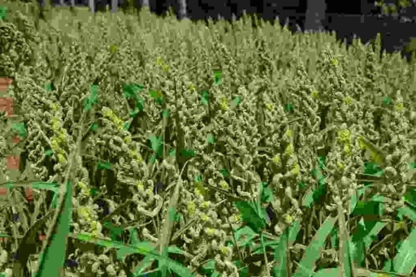 Barnyard Millet (കുതിരവാലി) - Image 2