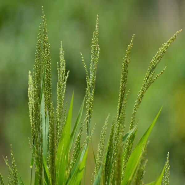 Brown top Millet - Image 2