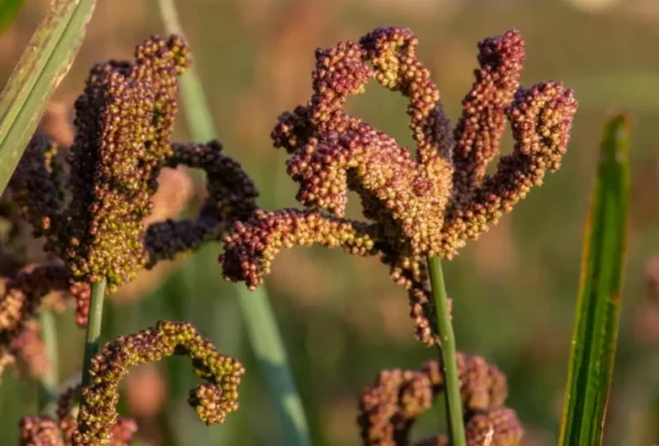 Finger Millet (റാഗി) - Image 2