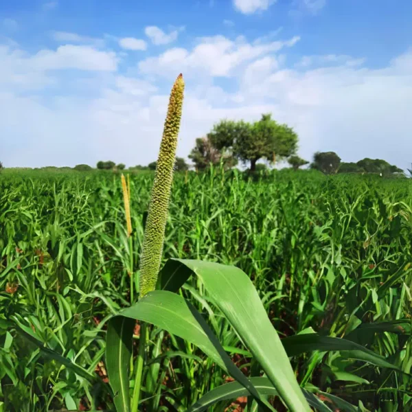 Pearl Millet - Bajra (കമ്പ്) - Image 2