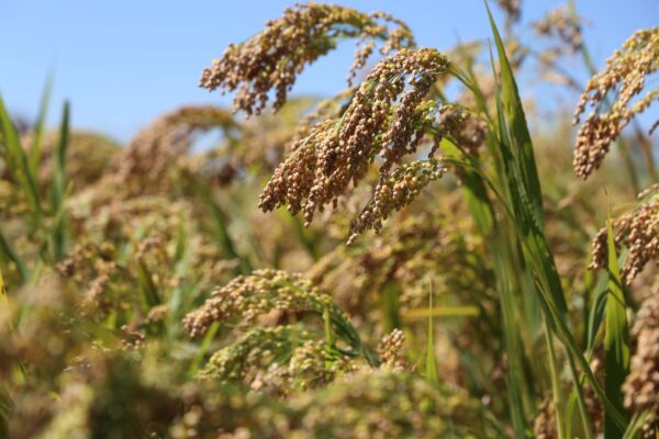 Whole Proso Millet | Panivarag - Image 2