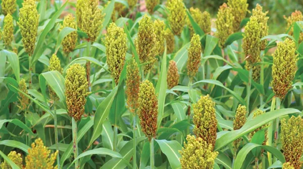 Jowar Millet (മണിച്ചോളം) - Image 2