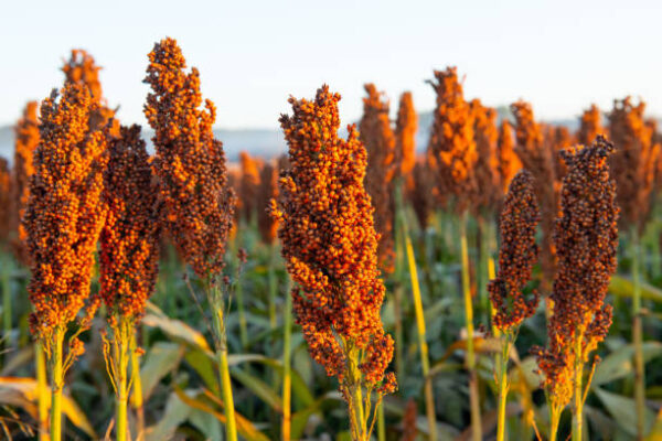 Sorghum Millet  (Red Jowar) - Image 2