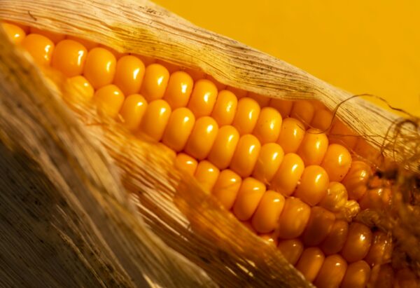 Cholam Puttupodi | Corn | Steam Made - Image 2