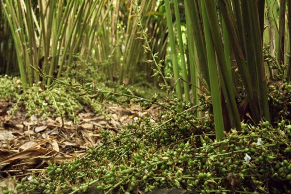 Green Cardamom | Single-Origin | Premium Grade - Image 3