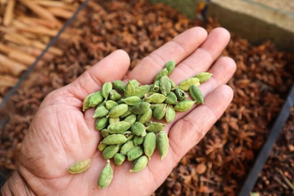 Green Cardamom | Single-Origin | Premium Grade - Image 4