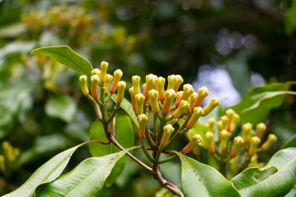 Whole Cloves | Single-Origin | Premium Grade - Image 3