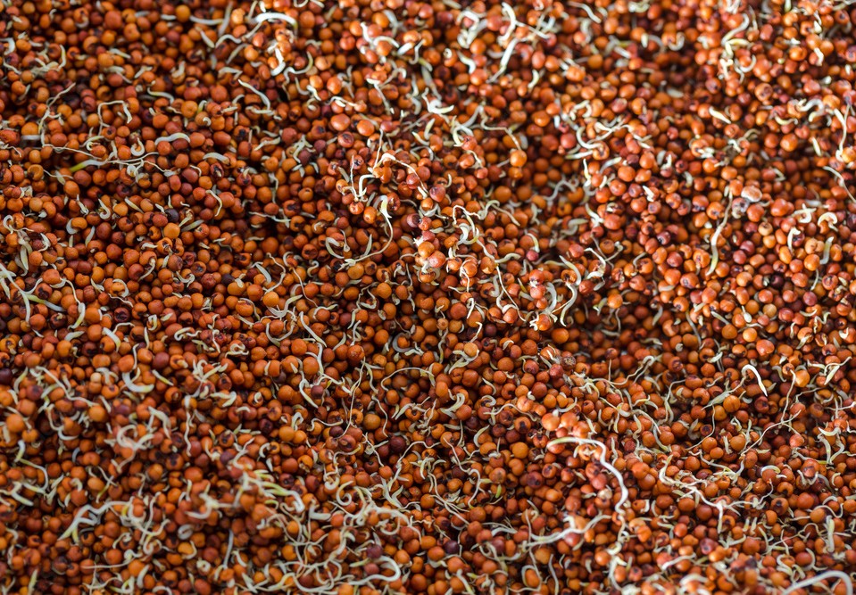 Sprouted Finger Millet Dosa Mix | Ragi Dosa - Image 3